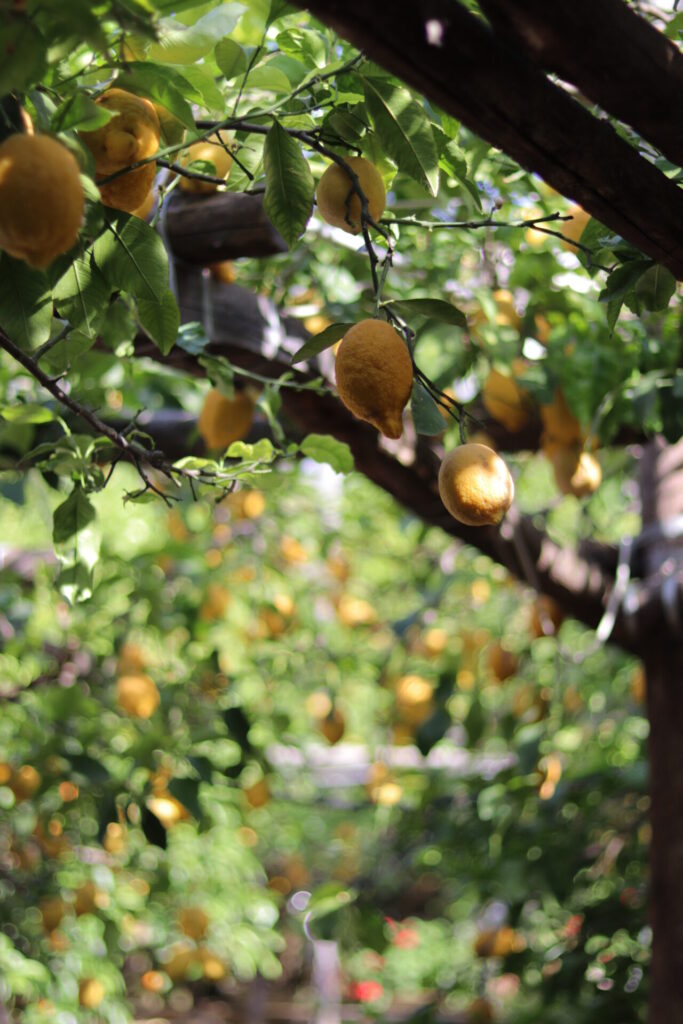Limões sorrentinos na I Giardini di Cataldo, em Sorrento.